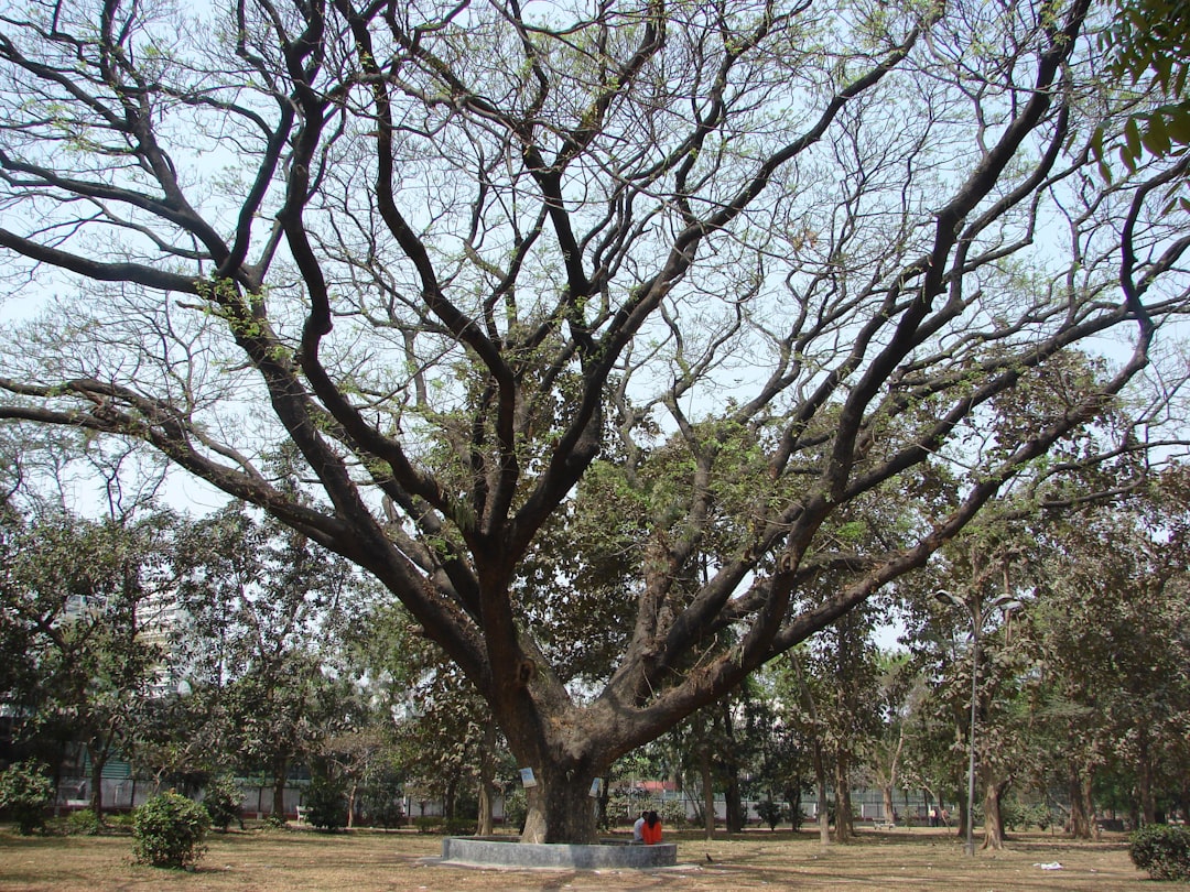 DOM 选择器：精准定位页面元素的艺术