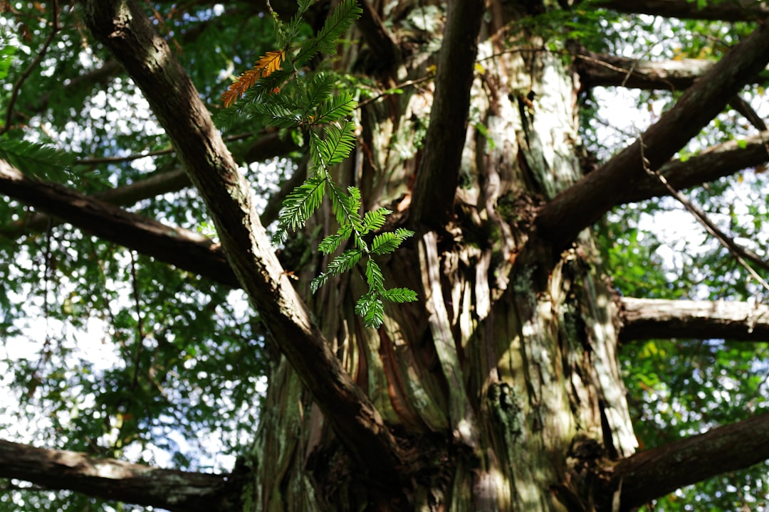 DOM 节点遍历：精准导航网页结构