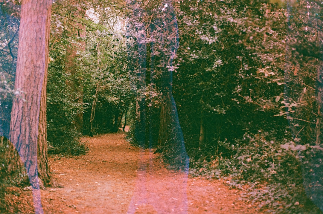 内存泄漏防范：闭包使用中的陷阱与解决方案